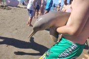 Indignación en Mar del Tuyú: Un delfín murió tras ser retirado del agua por turistas