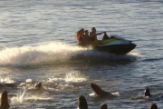Prefectura Naval sancionó a un hombre por maniobras peligrosas cerca de lobos marinos