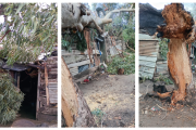 Desesperado pedido de ayuda: Un árbol cayó sobre su vivienda tras el temporal y necesita que lo saquen