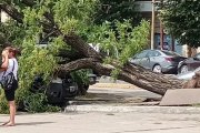 Necochea bajo alerta: Fuertes vientos derribaron un árbol y un poste en el centro
