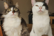 Se va a vivir al exterior y deja a sus gatos en adopción con una serie de estrictas condiciones