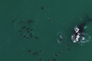 Necochea podría convertirse en el centro de avistaje de ballenas más grande de la provincia
