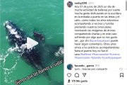Ballenas en Puerto Quequén: Grabaron un incidente con un carguero y sobrevuela el fantasma de los fakes y la IA
