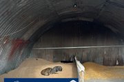 Controles en depósitos de cereal en Quequén: Detectaron irregularidades en galpones