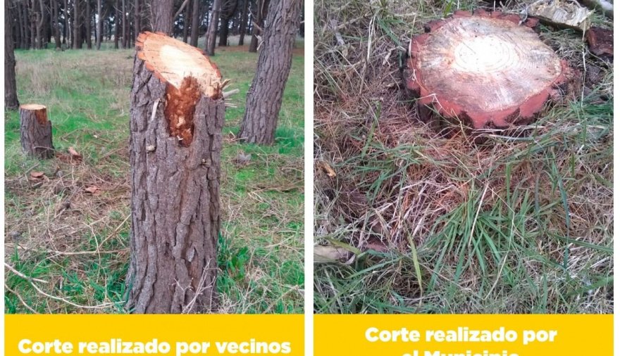 La Comuna ofreció explicaciones oficiales sobre la tala de árboles en ...