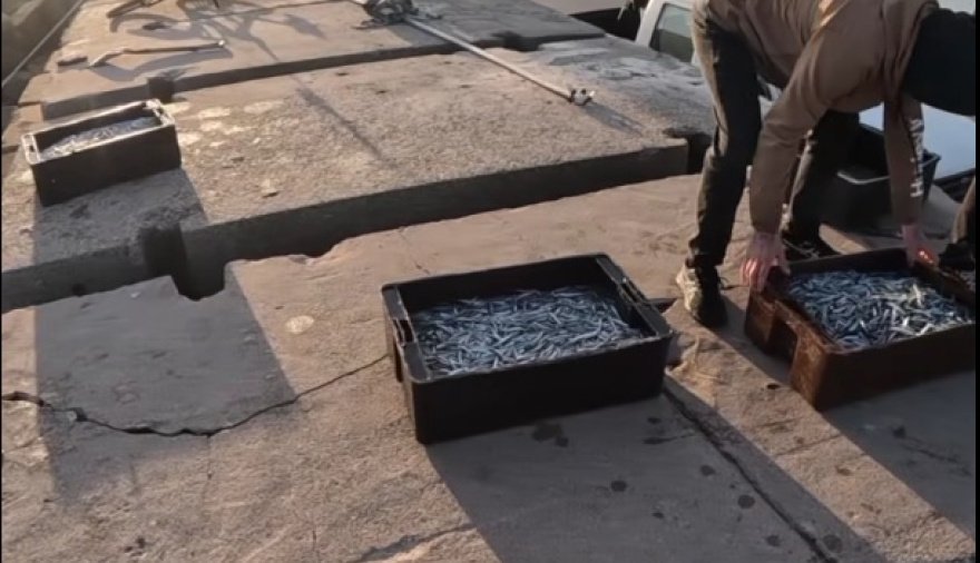 Pesca espectacular en Necochea: Sacaron varios cajones de cornalitos desde la Esco