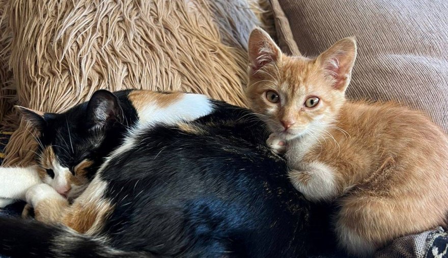 "No plata, no donaciones": Una joven rescatista de gatos busca hogares de tránsito