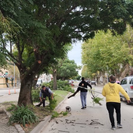 Lobería advierte que sancionará a quienes poden árboles sin autorización municipal