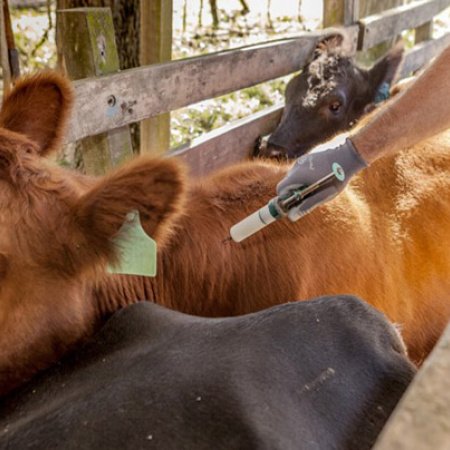 La Sociedad Rural de Lobería comenzó la primera campaña de vacunación antiaftosa 2026