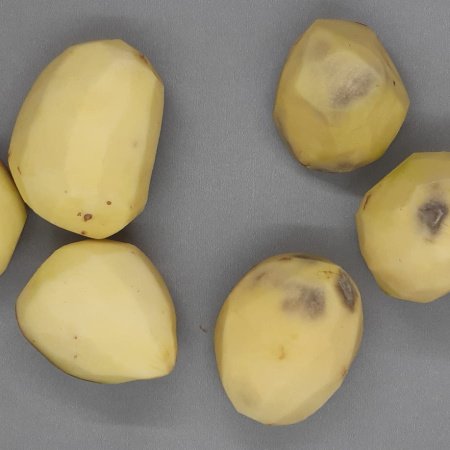 INTA Balcarce presentó una nueva variedad de papa